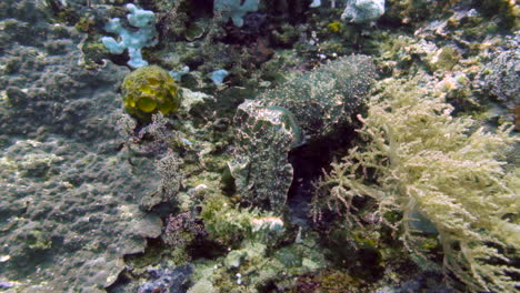 Cuttlefish-In-Green-Camouflage-On-Coral-Reef-Under-The-Sea---underwater