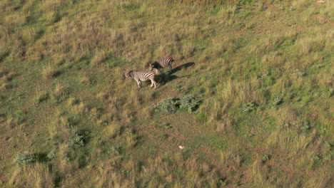 Drone-aerial-of-two-Zebra-walking-in-the-wild-on-grass-savannah