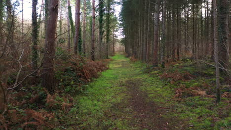 a beautiful shot in the middle of a forest in normandy