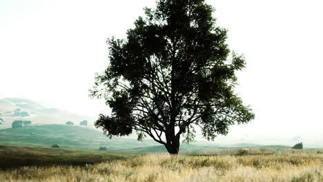 landscape with a hill and a single tree at sunrise with warm light