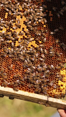 honey frame with sealed cells and numerous bees on top. apiarist looking at frame lit by sun. close up. vertical video