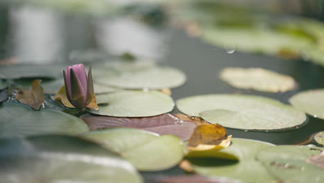 lily pads and lotus flower blooming in pond on peaceful sunny day in thailand. 4k static