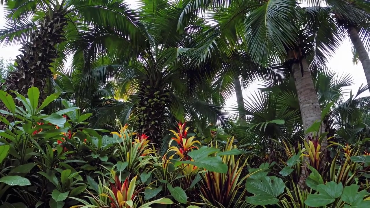 ヤシの木と色鮮やかなエキゾチックな植物がある緑豊かな熱帯の庭園