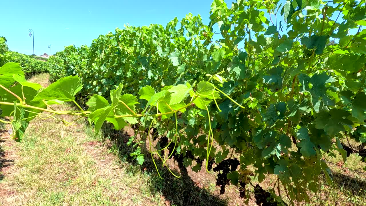 hileras de viñedos exuberantes bajo un cielo azul claro