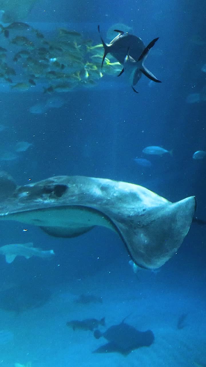 rayas nadando entre peces en un gran tanque