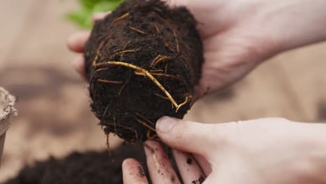 actividad de jardinería desde macetas, cuidado de árboles jóvenes y cuidado general de las plantas