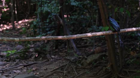 mirando a su alrededor mientras está encaramado luego vuela hacia abajo para tomar una presa y luego vuela de vuelta a la percha luego vuela lejos de nuevo, , mayor drongo de cola de raqueta dicrurus paradiseus