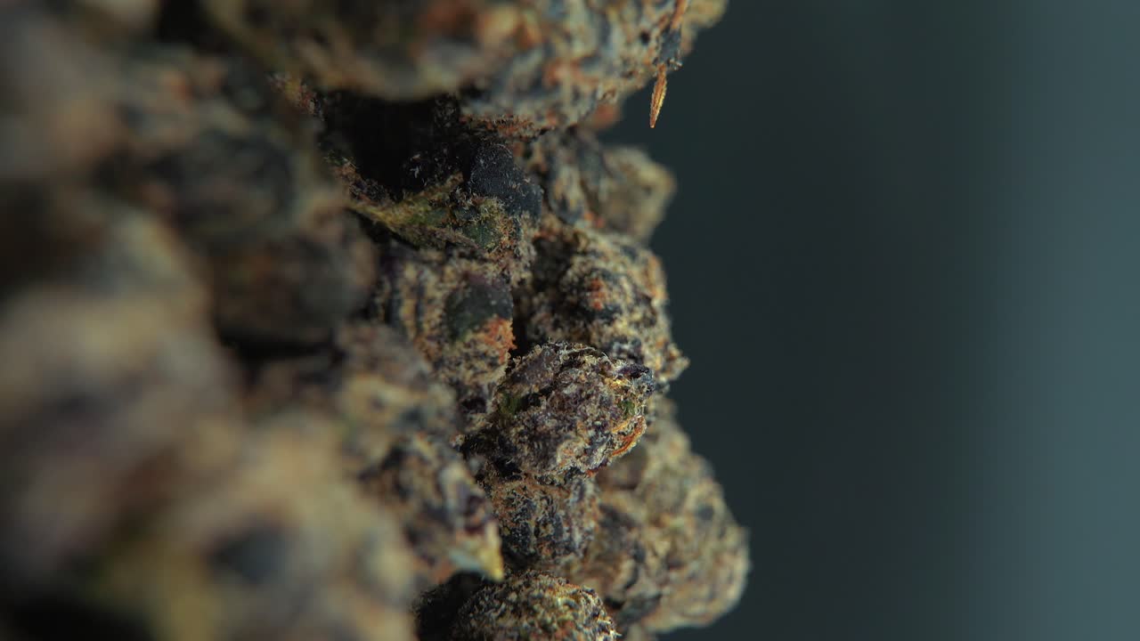 A vertical macro cinematic detailed shot of a cannabis plant, orange hybrid strains, Indica and sativa ,black marijuana flower, on a 360 rotating stand, slow motion, 4K video, studio lighting
