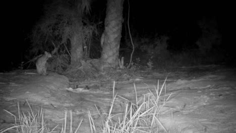 bobcat walks in and sits down at night