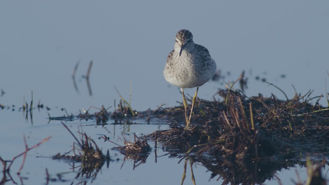 Wood sandpiper is looking for food in flooded meadows during spring migration