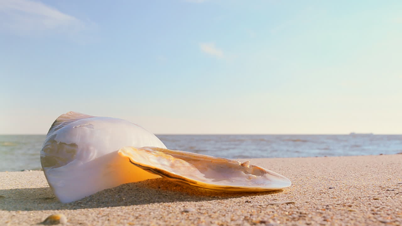 Shells on the beach. Shooting on the beach