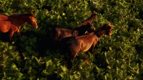 flight over wild horses herd on mountain meadow