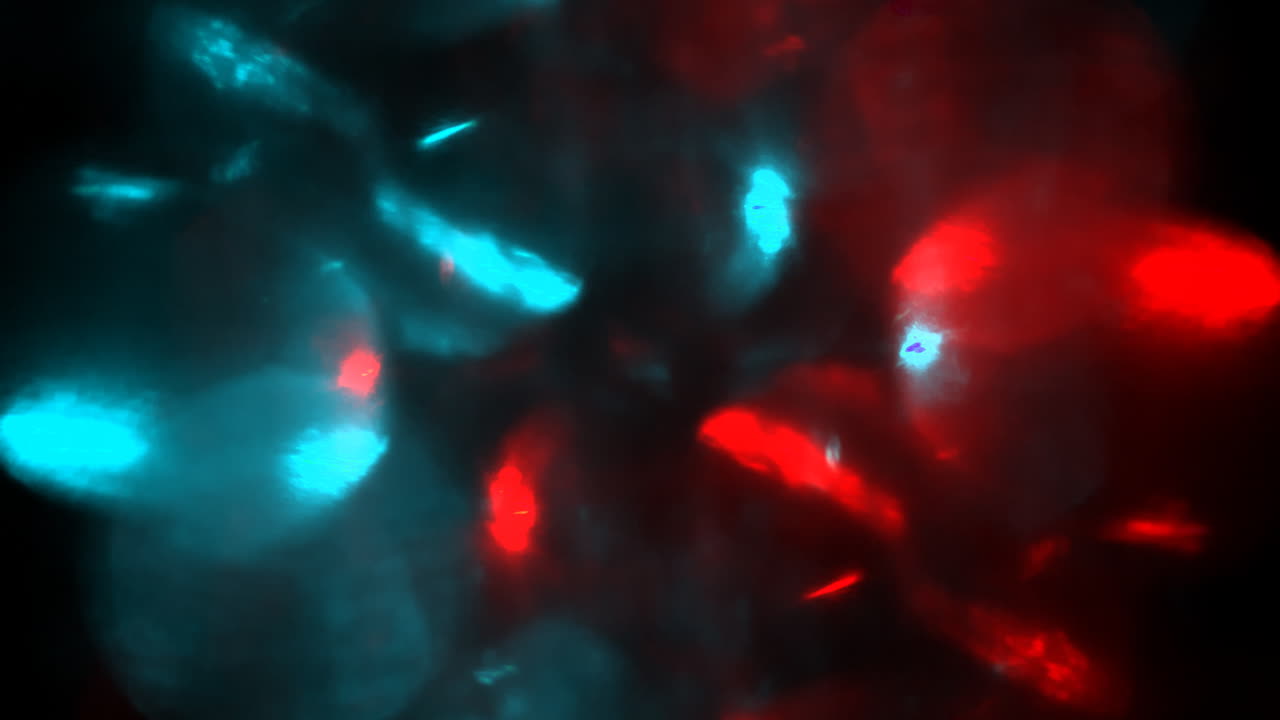 increíble brillo 06