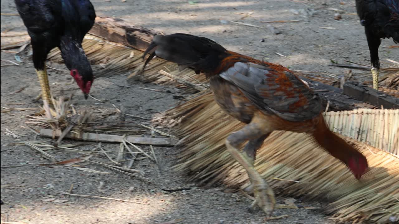 un gallo pica el suelo y luego sale de la pantalla.