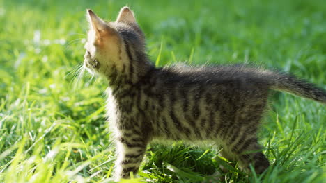 close-up view of a grey kitty cat jumping on green grass in the park