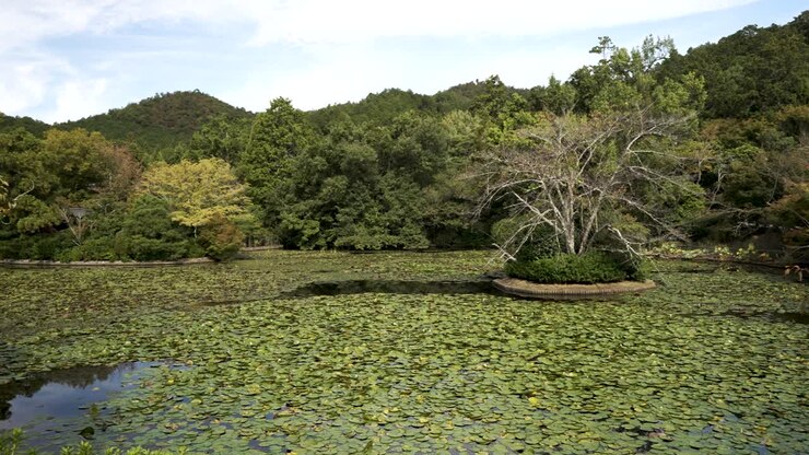 Ryoanji Kyoyochi Pond Covered With Miniature Green Water Lilies