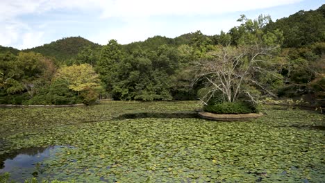 Estanque-Ryoanji-Kyoyochi-Cubierto-De-Nenúfares-Verdes-En-Miniatura