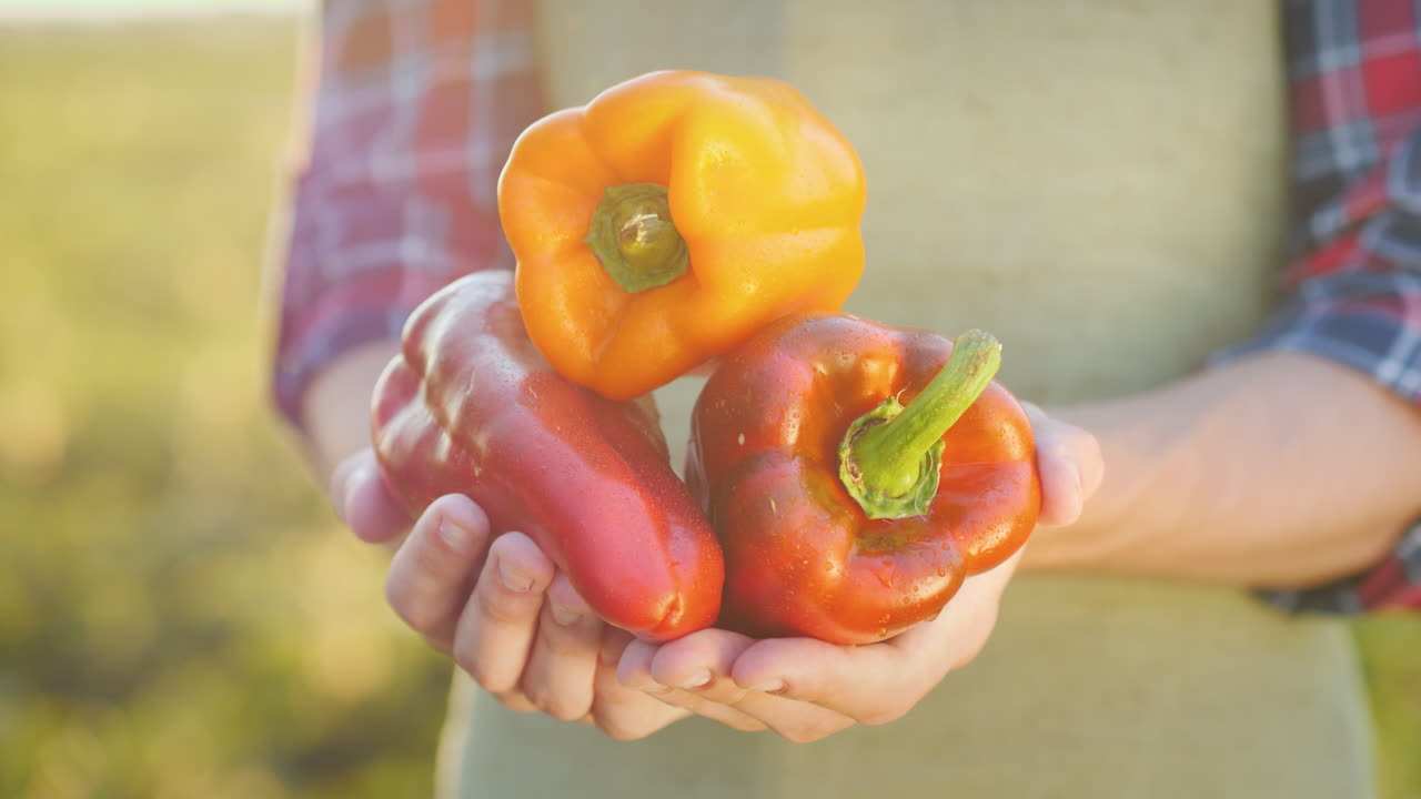 las manos del agricultor sostienen jugosas verduras frescas de pimienta búlgara del concepto de campo