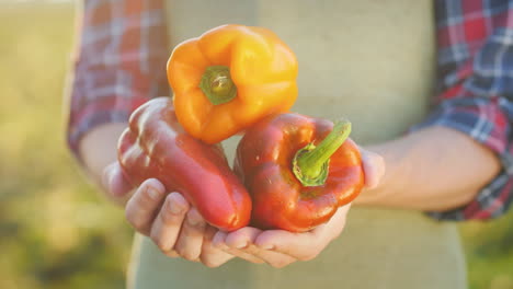 the farmer's hands hold juicy bulgarian pepper fresh vegetables from the field concept