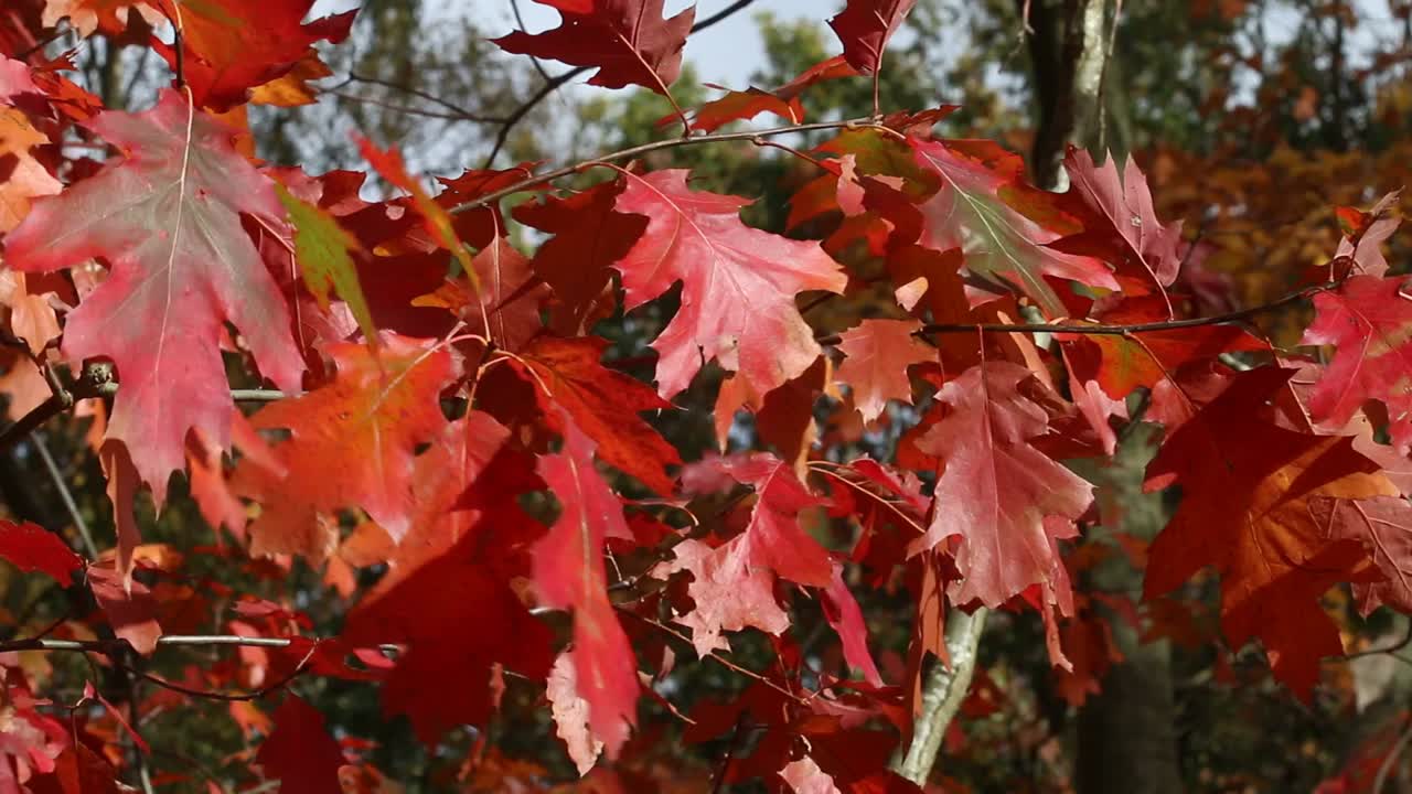 hojas coloridas en el árbol en otoño. inglaterra. reino unido