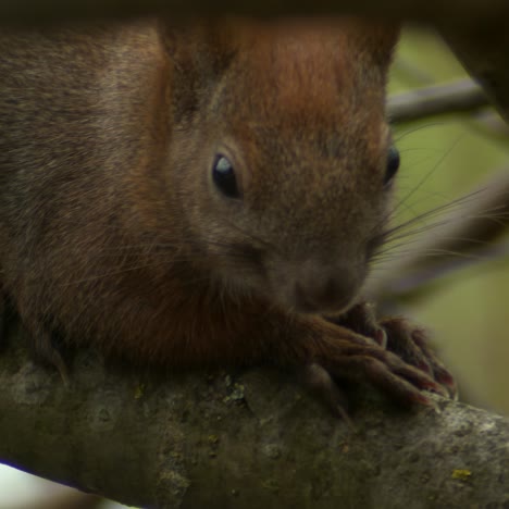 red squirrel standing on the branch