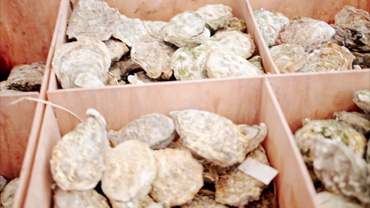 Close up of raw oysters on display