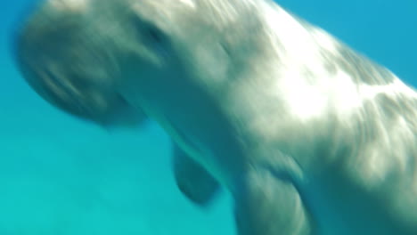 sea-cow or dugon swimming undersea