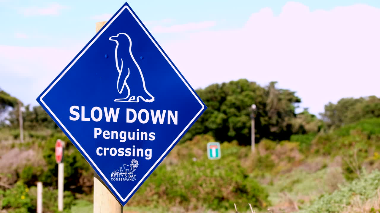 Slow down penguins crossing blue caution sign at Stony Point Nature Reserve