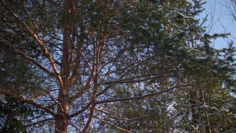 Pinos-De-Invierno-Bajo-El-Sol-Con-Nieve-Y-Cielo-Azul