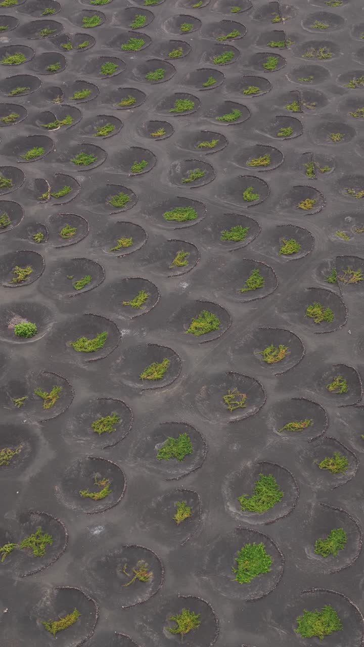 La Geria vineyards on Lanzarote show unique, patterned landscape in sunlight