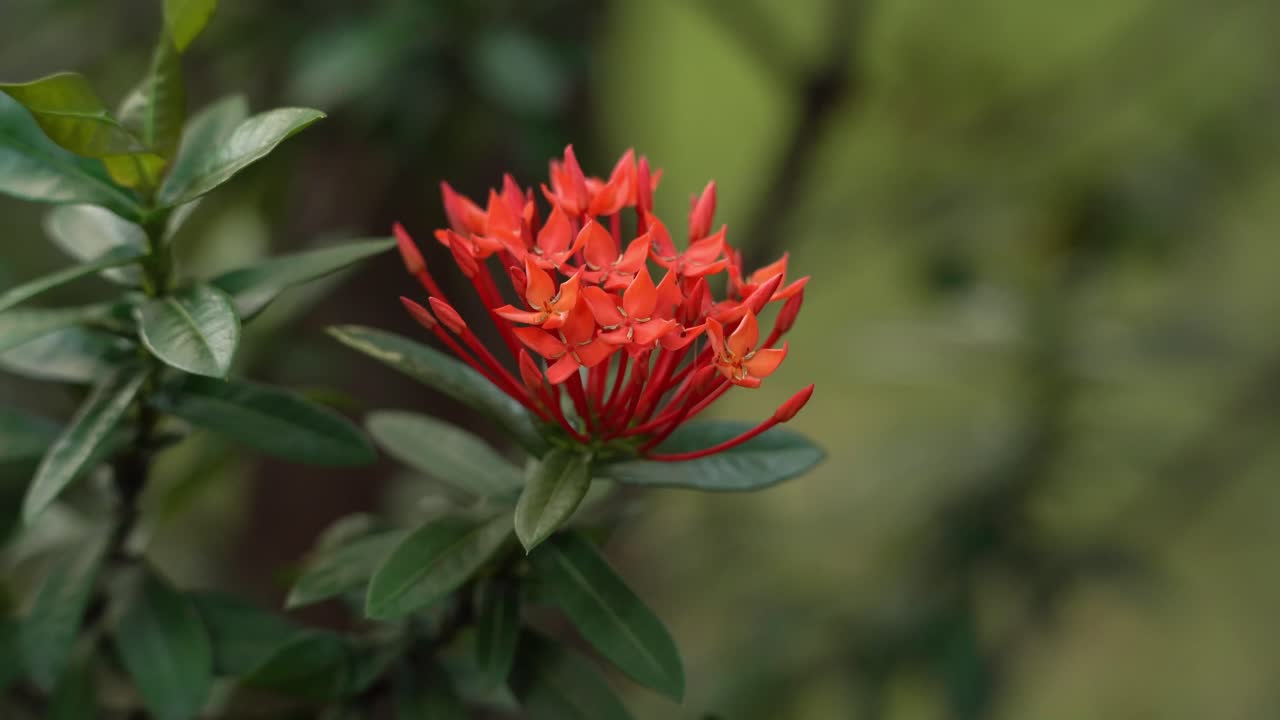 Close-up of a red Flora