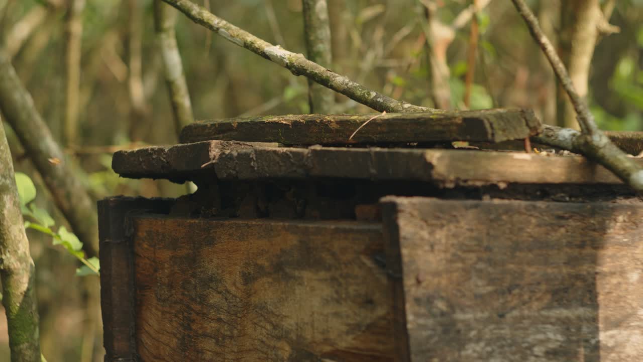 벌이 벌집으로 날아가는 벌 양육의 개념