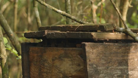 las abejas melíferas vuelan a la colmena, concepto de apicultura