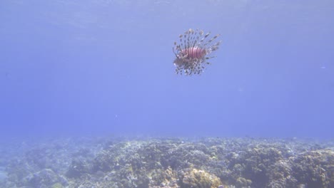 a lonely lion fish is swimming in water, sun is shining down on it