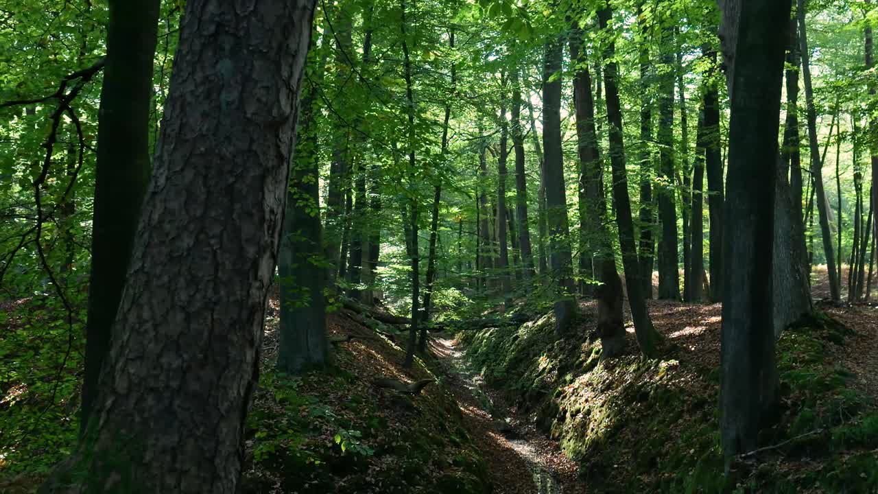Scenario di una foresta lussureggiante