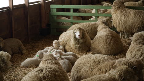 woolly merino sheep herd resting and eating grass or hey in the barn