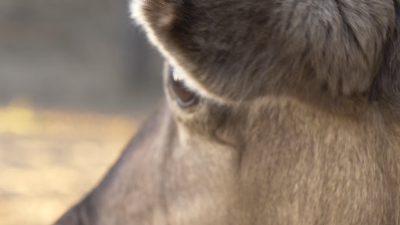 폴란드, 자고로우, 아렌델에 있는 순록의 얼굴을 극도로 가까이서 볼 수 있습니다.