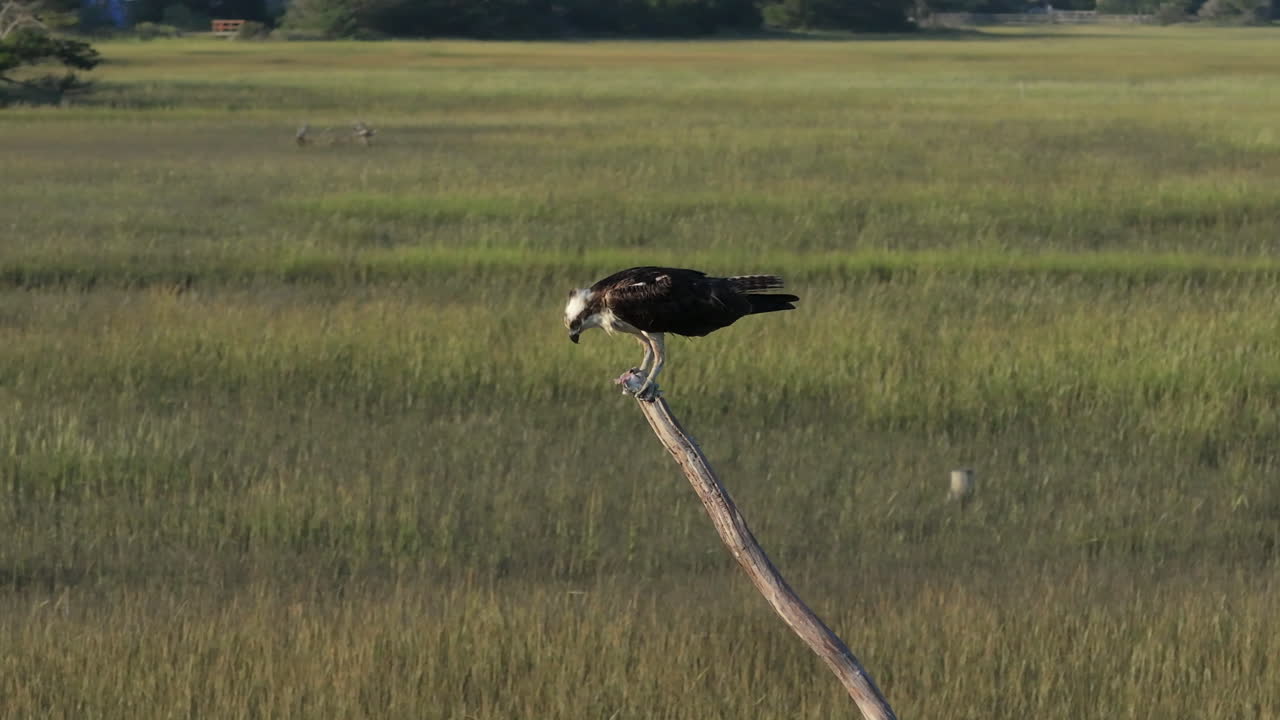 Osprey perched on a branch in a marsh