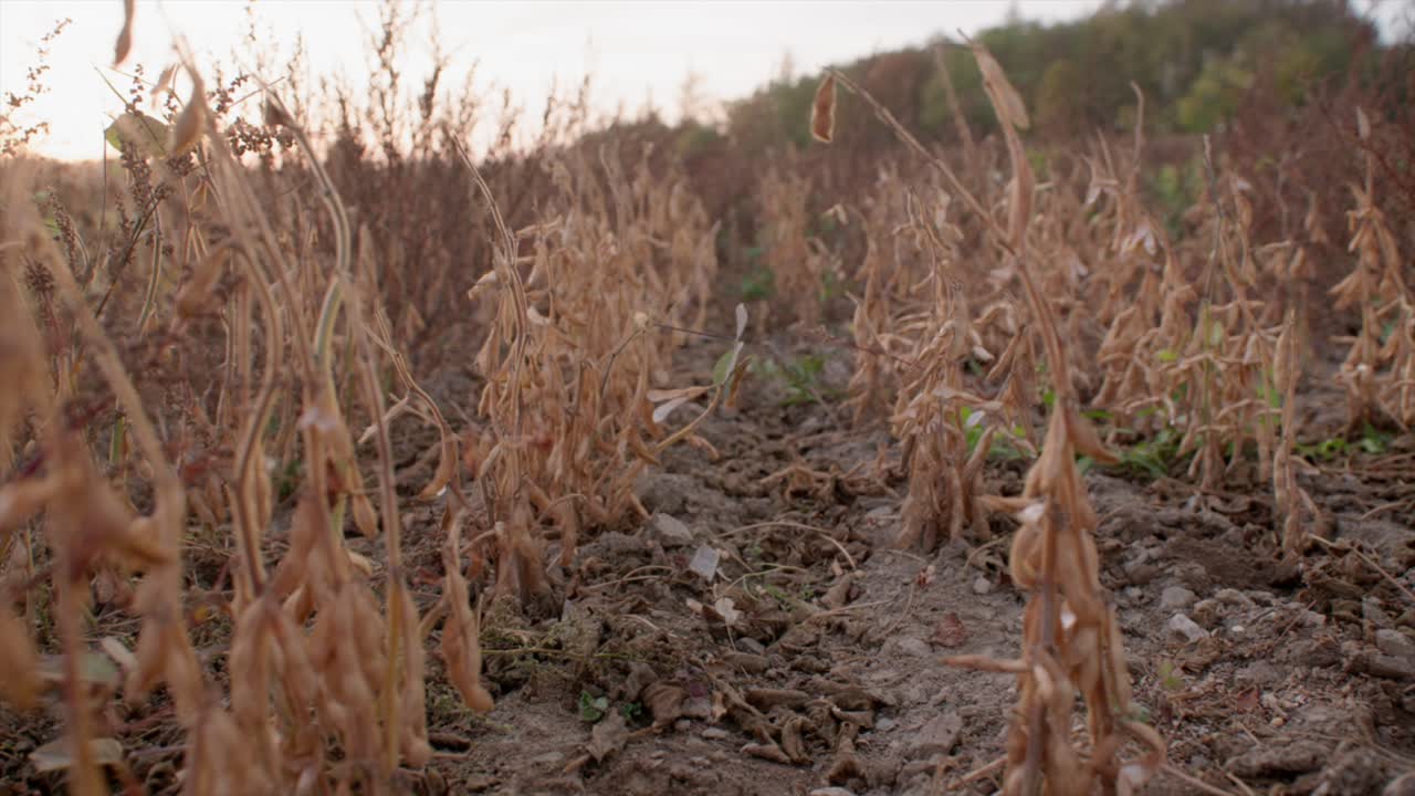 plantas de soja orgánica maduras en el campo listas para la cosecha