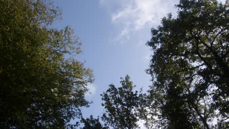 looking up to a tree canopy with clouds going by