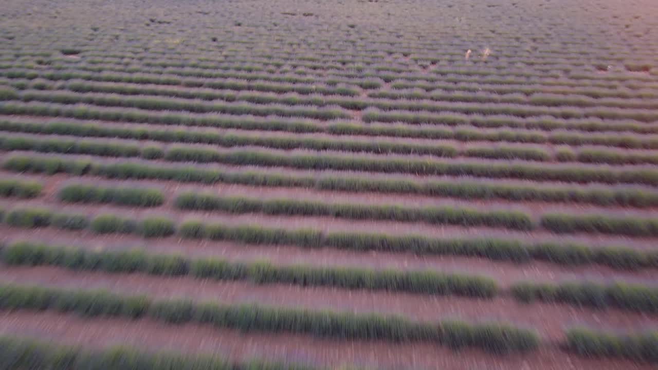 vista aérea del campo de lavanda púrpura en brihuega, guadalajara, españa