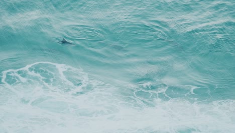 Dolphins-having-fun,-bird-view-slow-motion