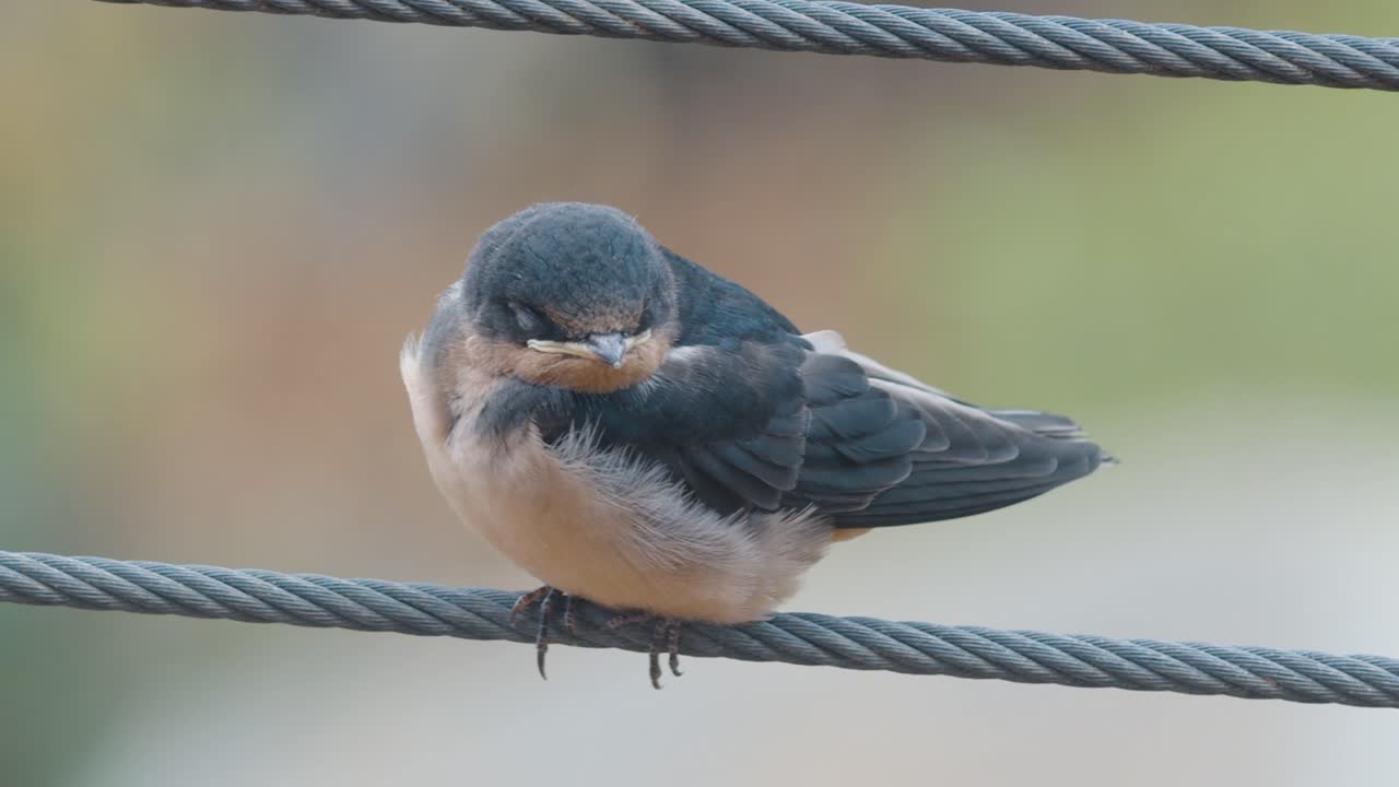 baby bird on wire cleaning itself