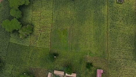 Una-Parcela-De-Tierra-De-Maíz--campo-De-Maíz-En-La-Pequeña-Ciudad-De-Loitokitok-Kenia-Marzo-De-2021