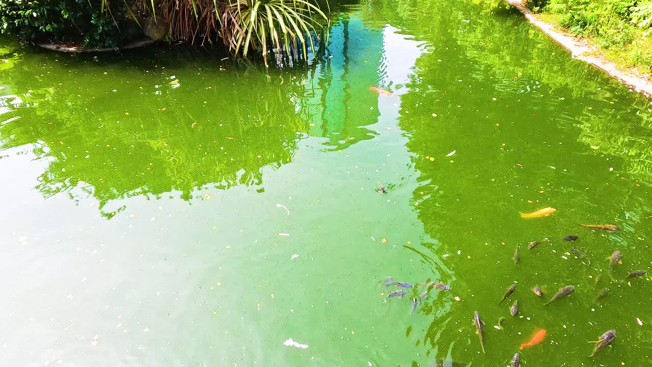Koi fish swimming in a serene pond