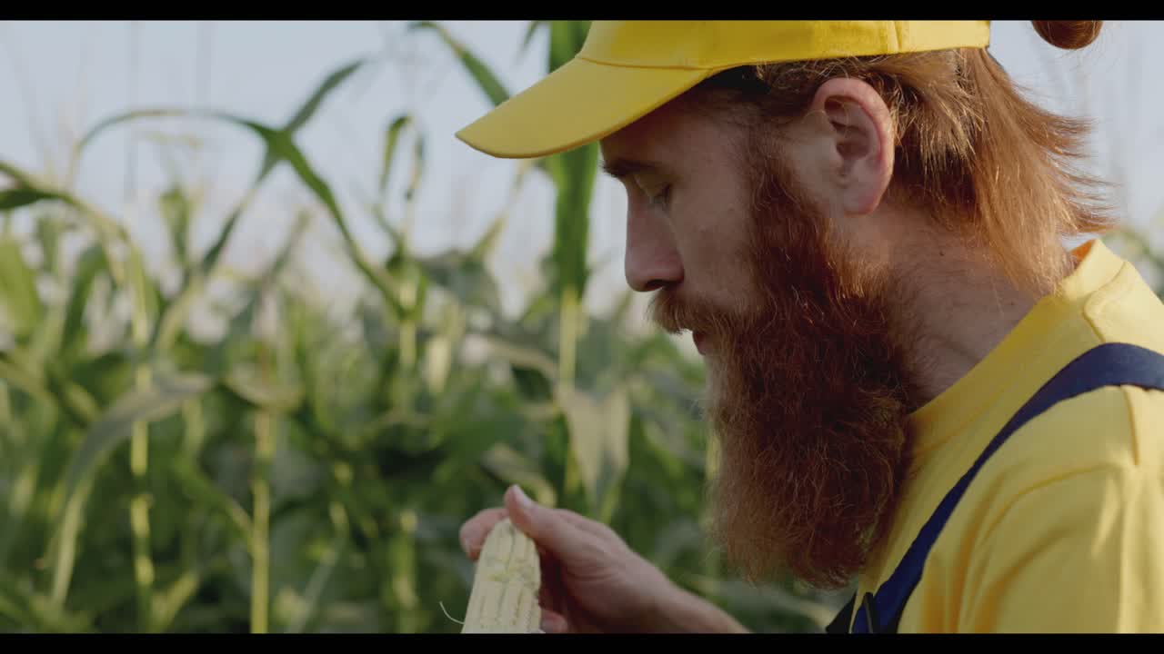 Agriculteur mangeant du maïs dans un champ