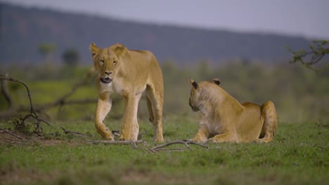 lioness walking towards camera