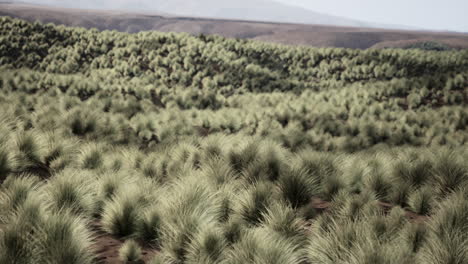 a field of tall grass in a desert landscape