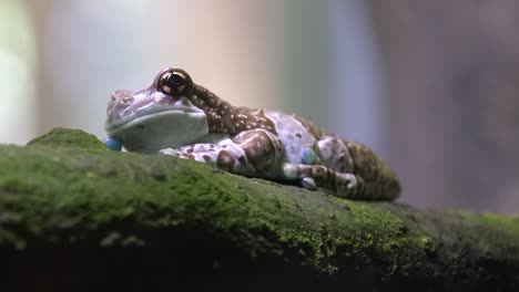 rana de leche amazónica descansando sobre un tronco de árbol lleno de hongos