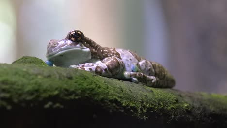 amazon milk frog resting on tree trunk full of fungi